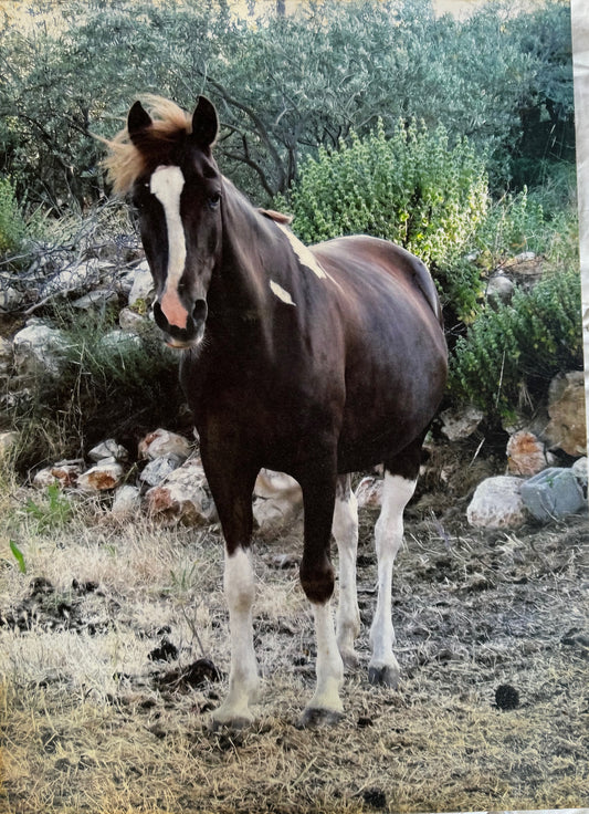 Horse in the field